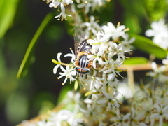 Scaptia auriflua