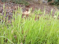 Bromus