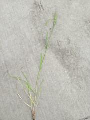 Bromus