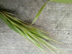 Bromus