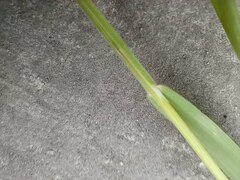 Bromus