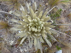 Espeletia