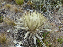 Espeletia
