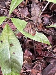Magneuptychia harpyia