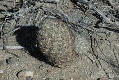 Escobaria alversonii