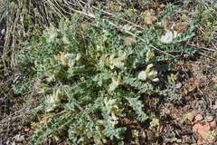Astragalus parryi