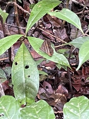 Magneuptychia harpyia