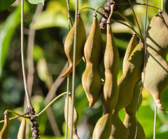Mucuna pruriens