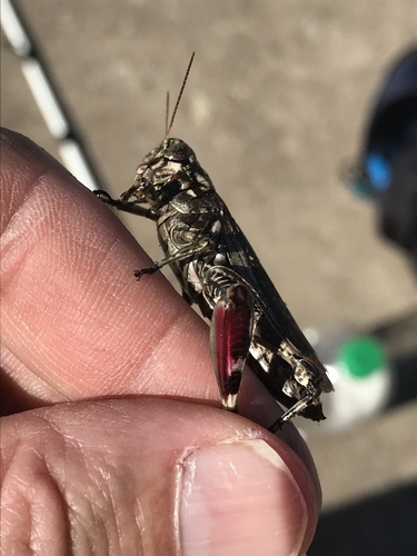 Kansas Juniper Grasshopper