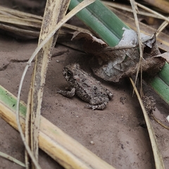 Rhinella arenarum