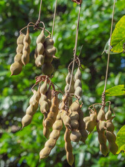 Mucuna pruriens