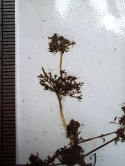 Nitella hyalina