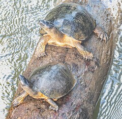 Rhinoclemmys funerea