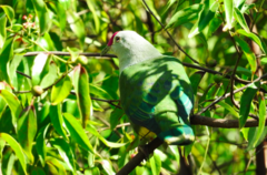 Ptilinopus porphyraceus