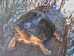 Rhinoclemmys funerea