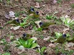 Spizixos semitorques