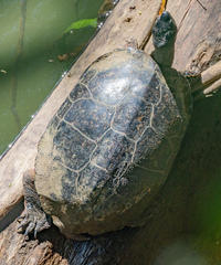 Rhinoclemmys funerea