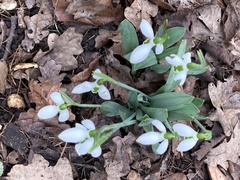 Galanthus