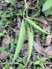 Vincetoxicum carnosum