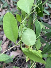 Vincetoxicum carnosum