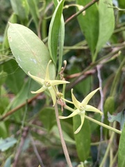 Vincetoxicum carnosum