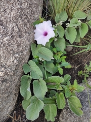 Ipomoea hieronymi