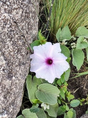 Ipomoea hieronymi