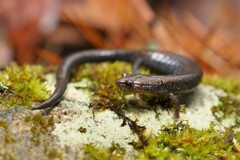 Plethodon richmondi