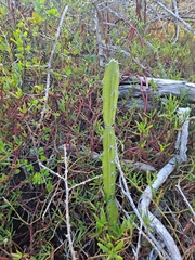 Acanthocereus tetragonus