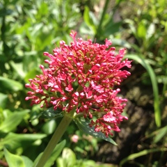 Centranthus