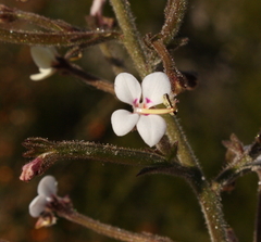 Stylidium pycnostachyum