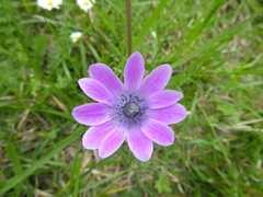 Anemone hortensis