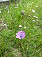Anemone hortensis