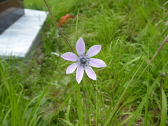 Anemone hortensis