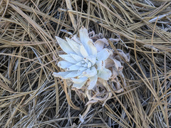 Dudleya greenei