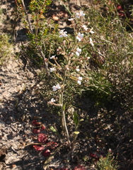 Stylidium pycnostachyum