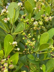 Erithalis fruticosa