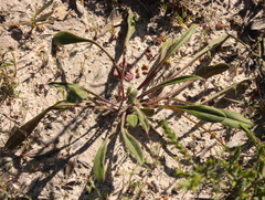Stylidium pycnostachyum