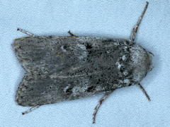 Cryptophasa irrorata