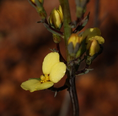 Stylidium hymenocraspedum