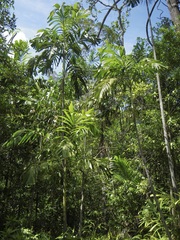 Hydriastele wendlandiana