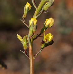 Stylidium hymenocraspedum