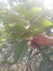 Semialarium mexicanum