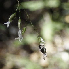 Anthoxanthum occidentale