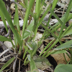 Anthoxanthum occidentale