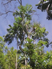 Hydriastele wendlandiana