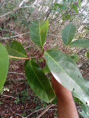 Semialarium mexicanum