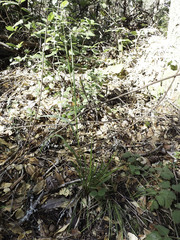 Anthoxanthum occidentale