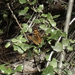 Polygonia satyrus