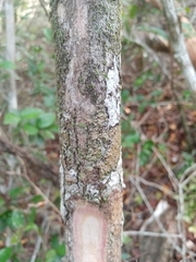 Semialarium mexicanum